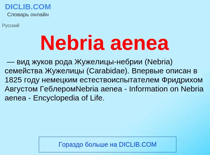 What is Nebria aenea - meaning and definition