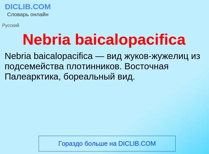 What is Nebria baicalopacifica - meaning and definition