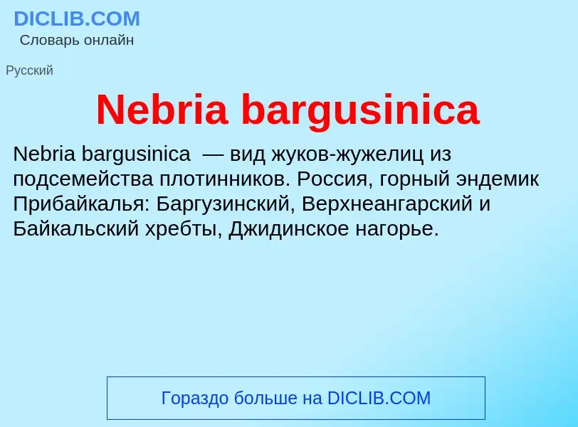 What is Nebria bargusinica - meaning and definition