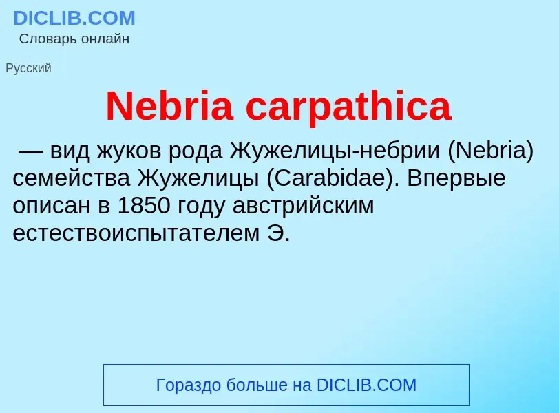 What is Nebria carpathica - meaning and definition