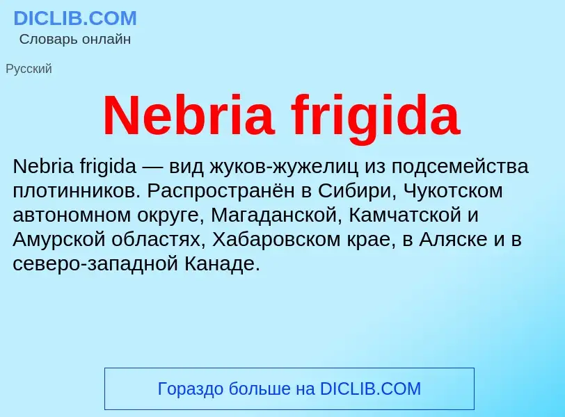 What is Nebria frigida - meaning and definition