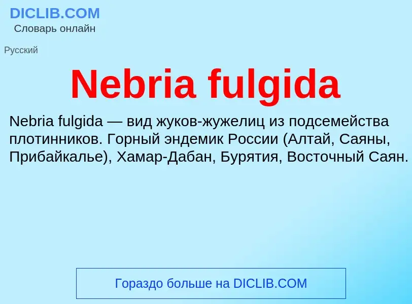 What is Nebria fulgida - meaning and definition