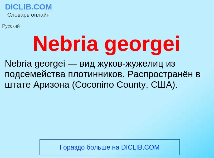 What is Nebria georgei - meaning and definition