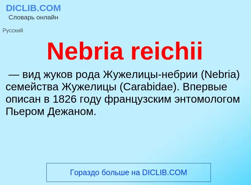 Что такое Nebria reichii - определение