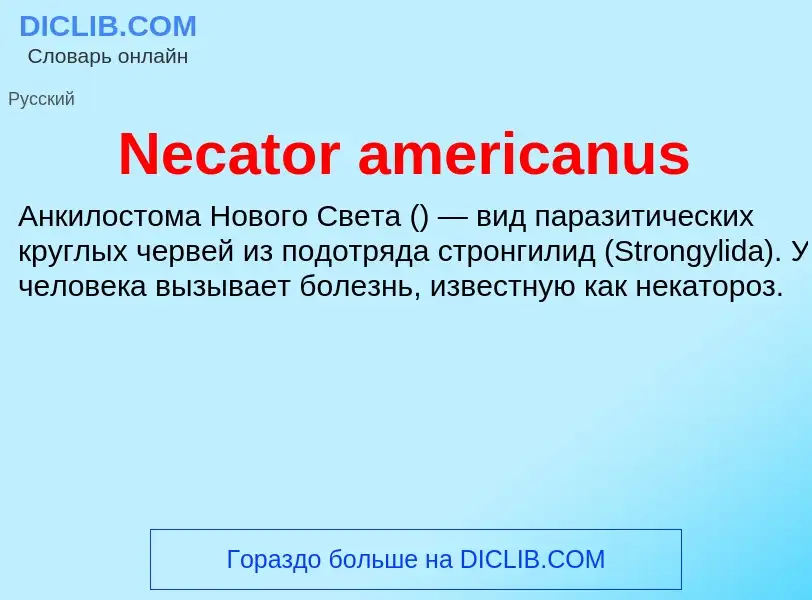 Что такое Necator americanus - определение