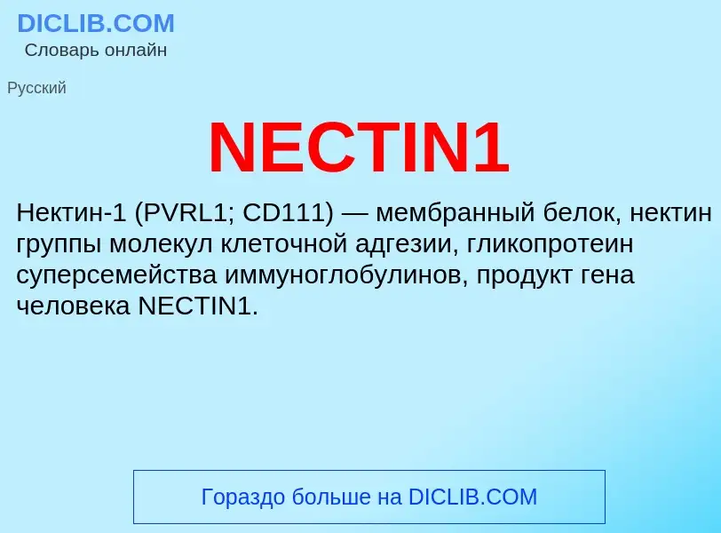 Что такое NECTIN1 - определение