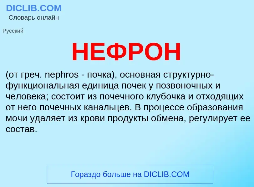 O que é НЕФРОН - definição, significado, conceito