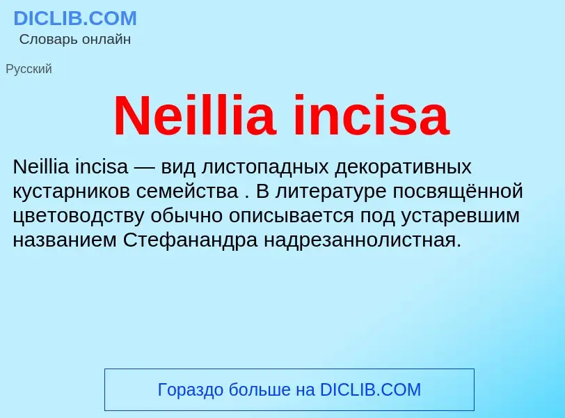 Что такое Neillia incisa - определение