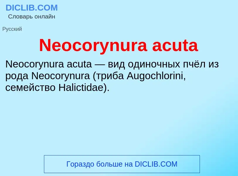 Что такое Neocorynura acuta - определение