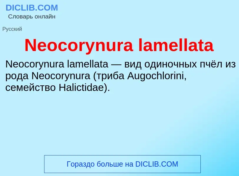 Что такое Neocorynura lamellata - определение