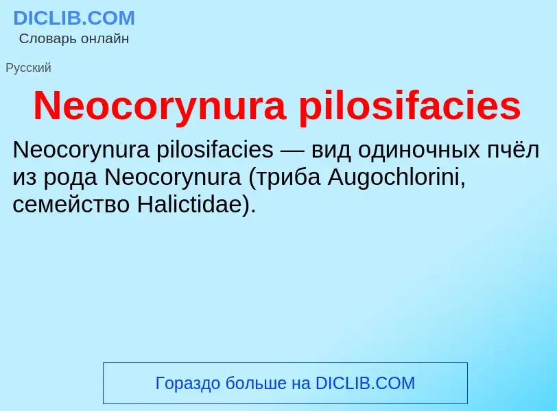 Что такое Neocorynura pilosifacies - определение