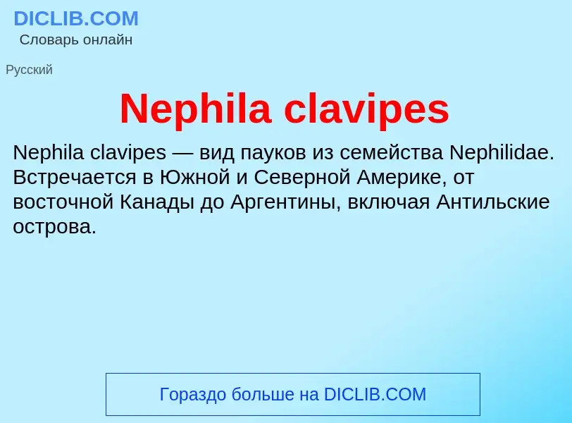 What is Nephila clavipes - meaning and definition