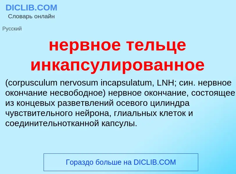 Что такое нервное тельце инкапсулированное  - определение