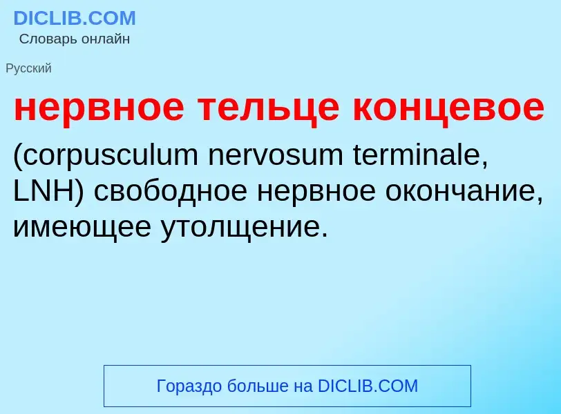 Что такое нервное тельце концевое  - определение