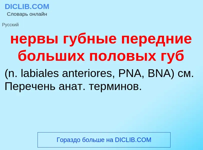 Что такое нервы губные передние больших половых губ  - определение