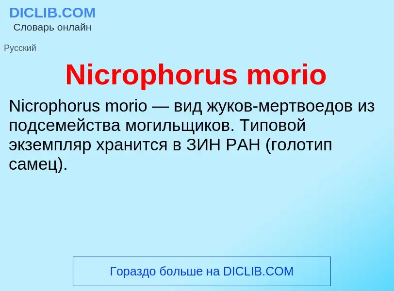 Τι είναι Nicrophorus morio - ορισμός