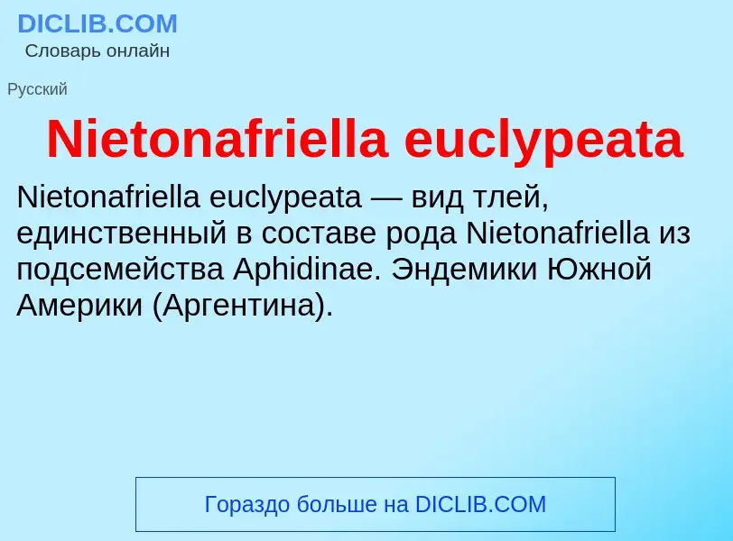 What is Nietonafriella euclypeata - meaning and definition