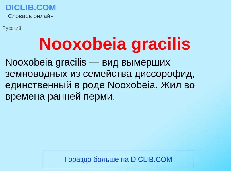 Τι είναι Nooxobeia gracilis - ορισμός