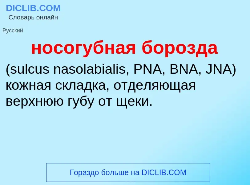 Что такое носогубная борозда  - определение