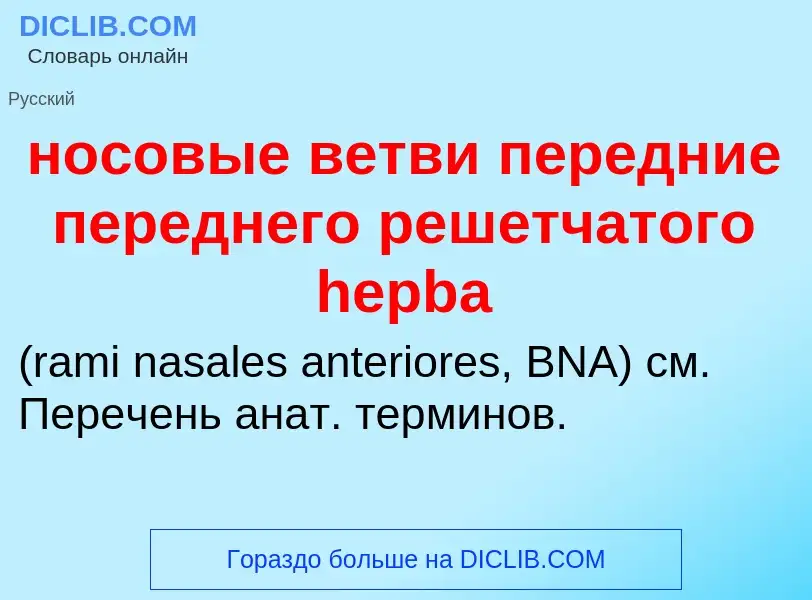 Что такое носовые ветви передние переднего решетчатого hepba  - определение