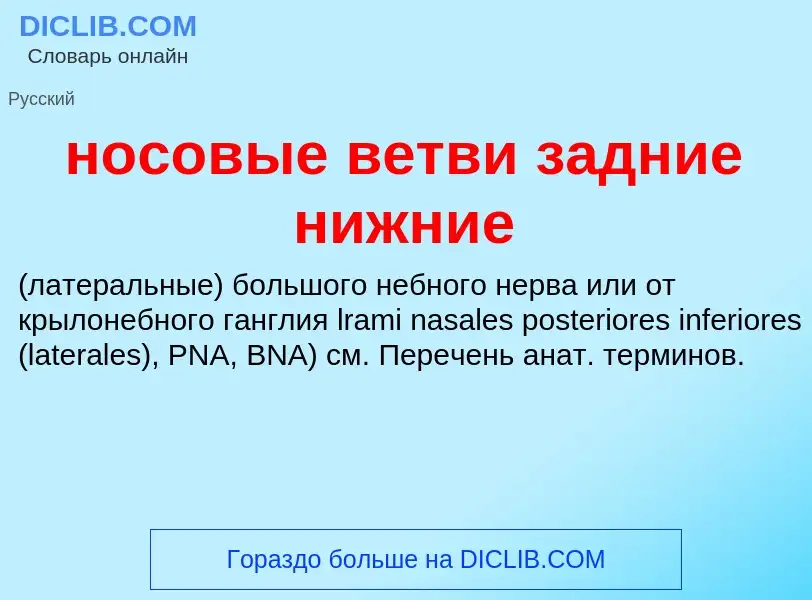 Wat is носовые ветви задние нижние  - definition