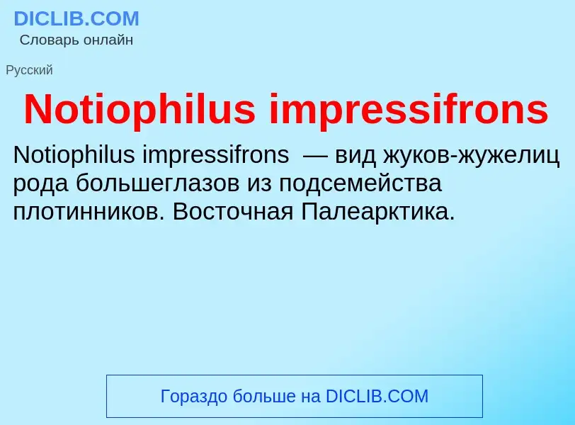 Τι είναι Notiophilus impressifrons - ορισμός