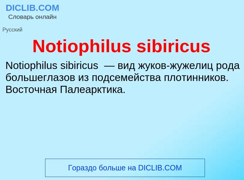 Was ist Notiophilus sibiricus - Definition