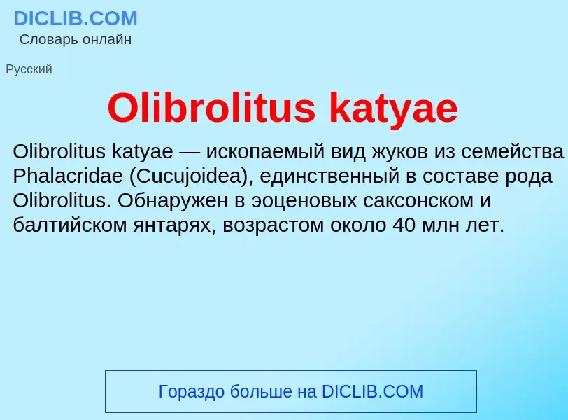 Wat is Olibrolitus katyae - definition