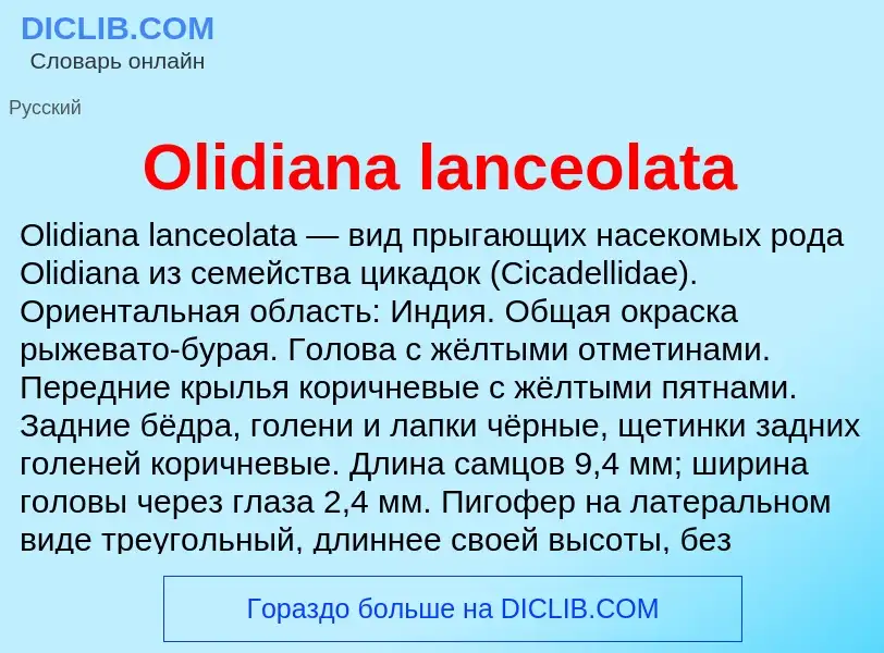 Che cos'è Olidiana lanceolata - definizione