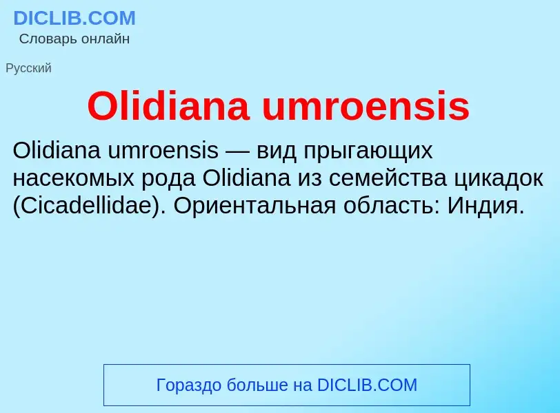 Wat is Olidiana umroensis - definition