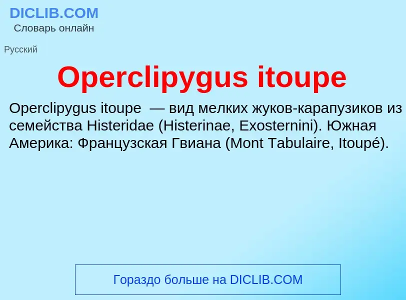 Что такое Operclipygus itoupe - определение