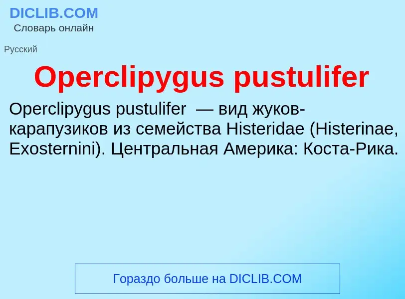 Wat is Operclipygus pustulifer - definition