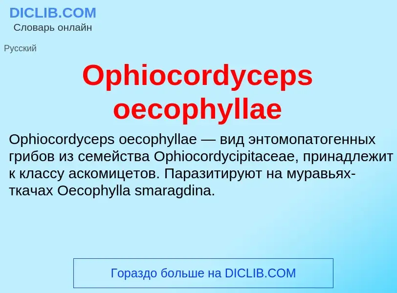 Wat is Ophiocordyceps oecophyllae - definition