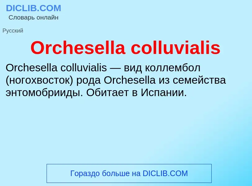 Wat is Orchesella colluvialis - definition