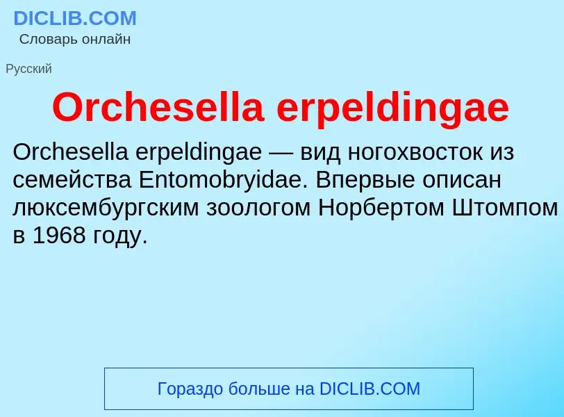 Wat is Orchesella erpeldingae - definition