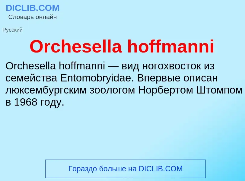 Wat is Orchesella hoffmanni - definition