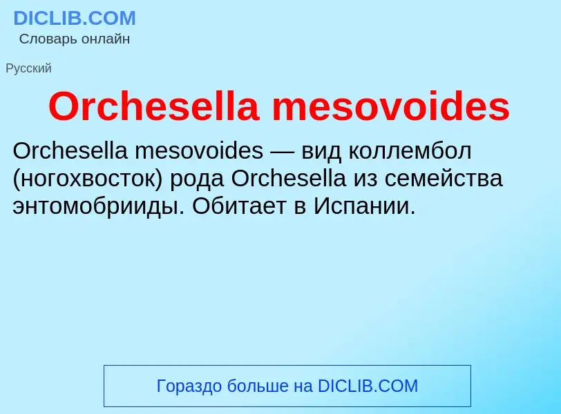 Wat is Orchesella mesovoides - definition