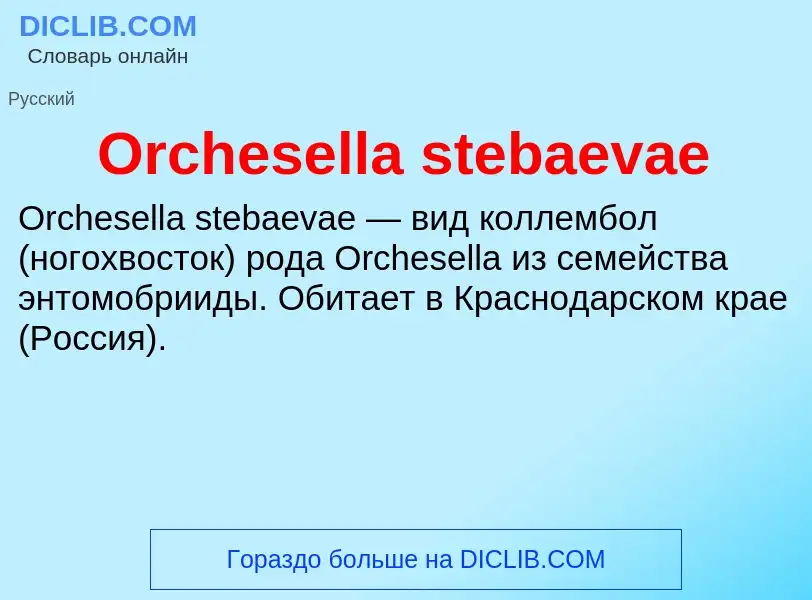 Wat is Orchesella stebaevae - definition