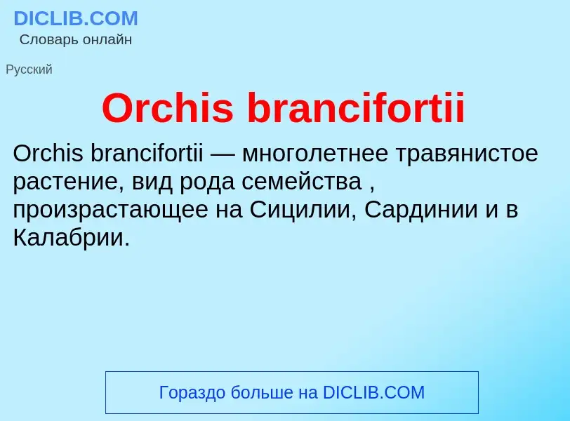 Wat is Orchis brancifortii - definition