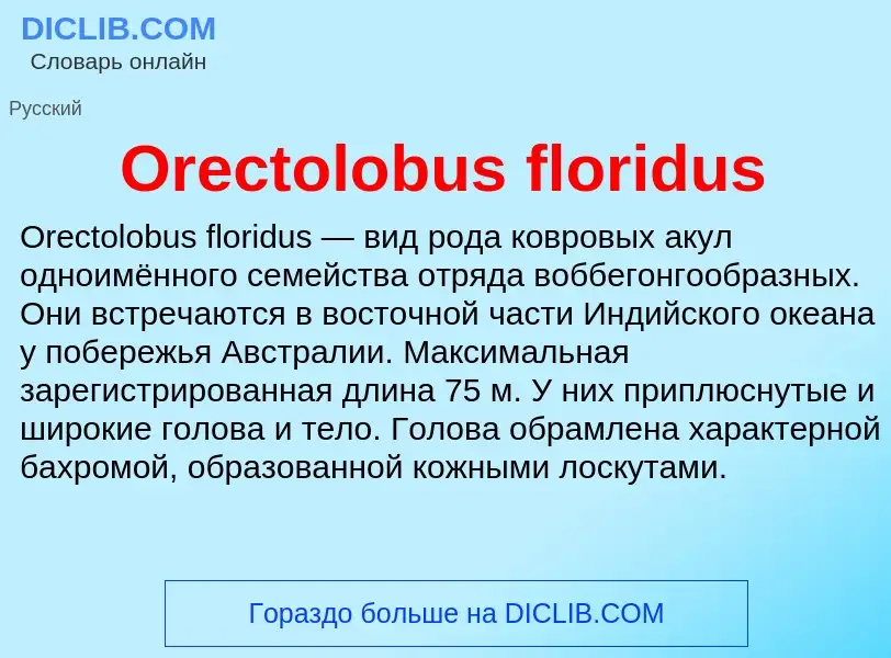 Wat is Orectolobus floridus - definition