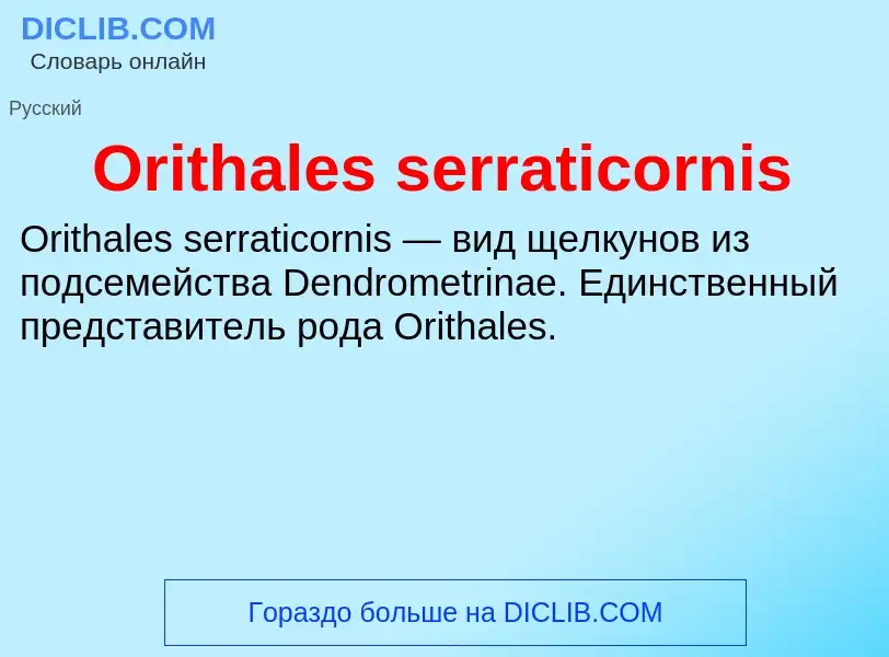 Wat is Orithales serraticornis - definition