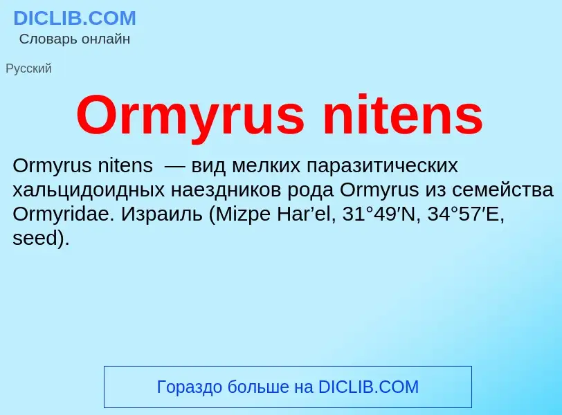 Wat is Ormyrus nitens - definition