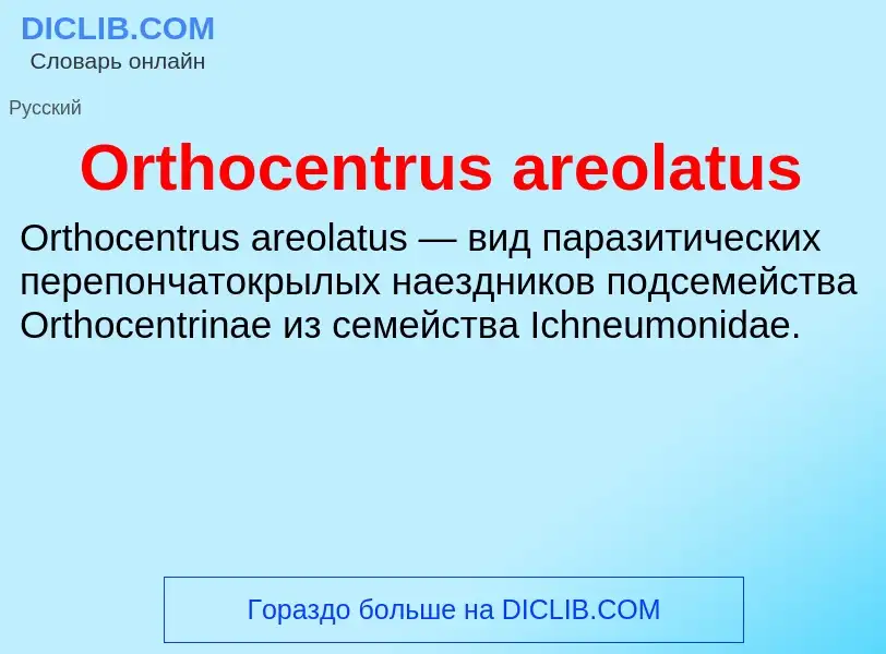 Was ist Orthocentrus areolatus - Definition