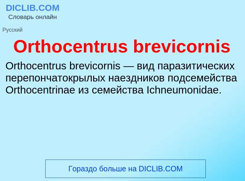 Τι είναι Orthocentrus brevicornis - ορισμός