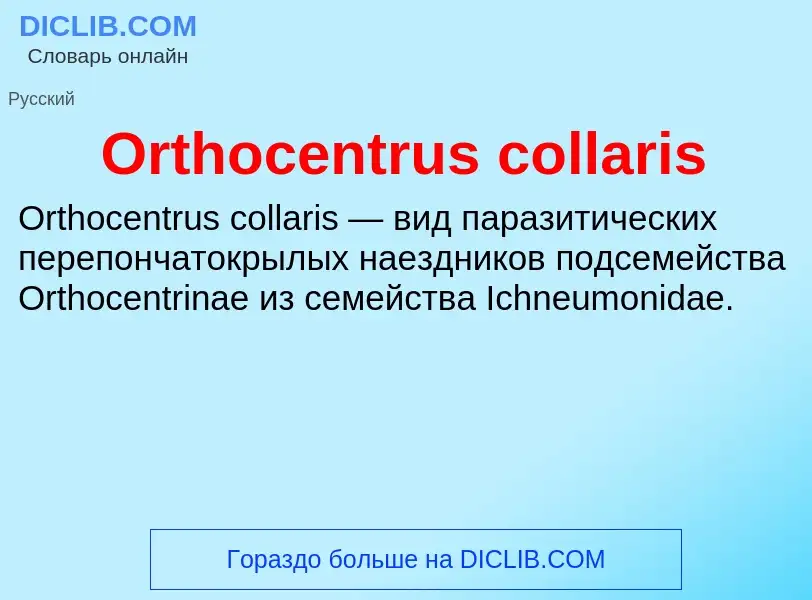 Τι είναι Orthocentrus collaris - ορισμός