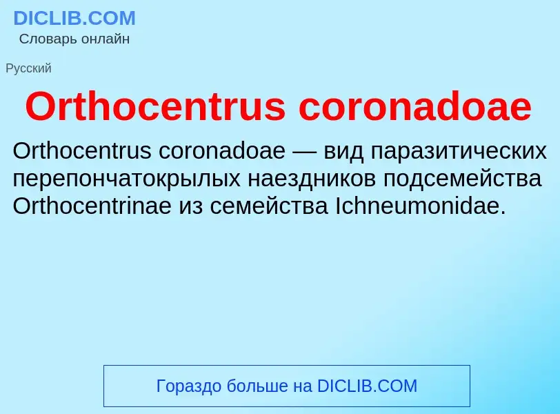 ¿Qué es Orthocentrus coronadoae? - significado y definición