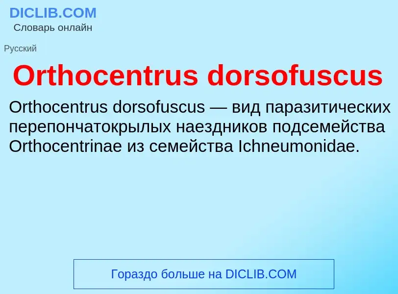 Τι είναι Orthocentrus dorsofuscus - ορισμός