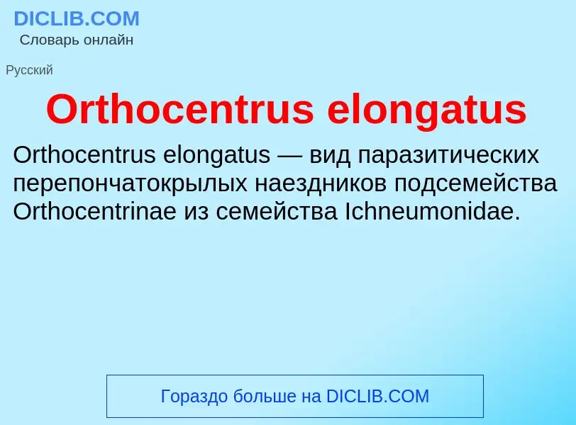 Τι είναι Orthocentrus elongatus - ορισμός