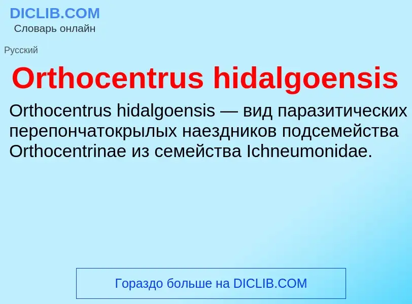 ¿Qué es Orthocentrus hidalgoensis? - significado y definición