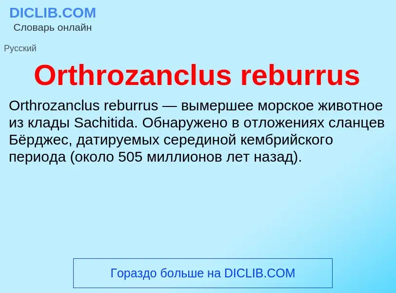 Τι είναι Orthrozanclus reburrus - ορισμός